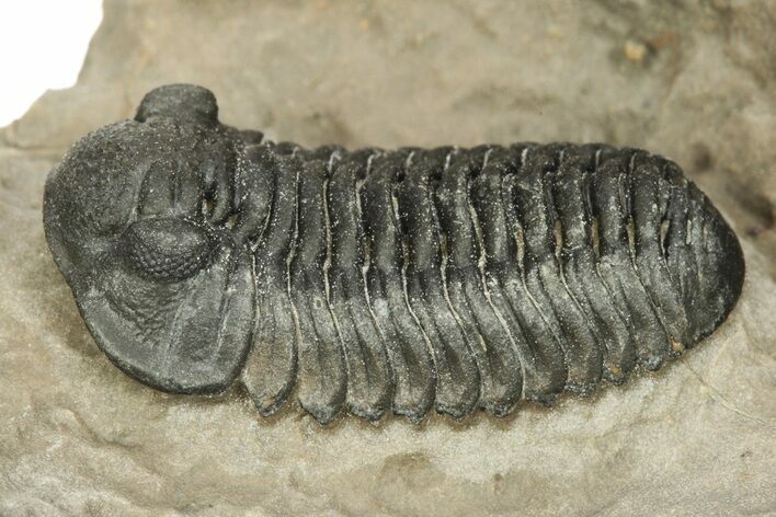Detailed Phacopid (Acastoides) Trilobite - Foum Zguid, Morocco #244277